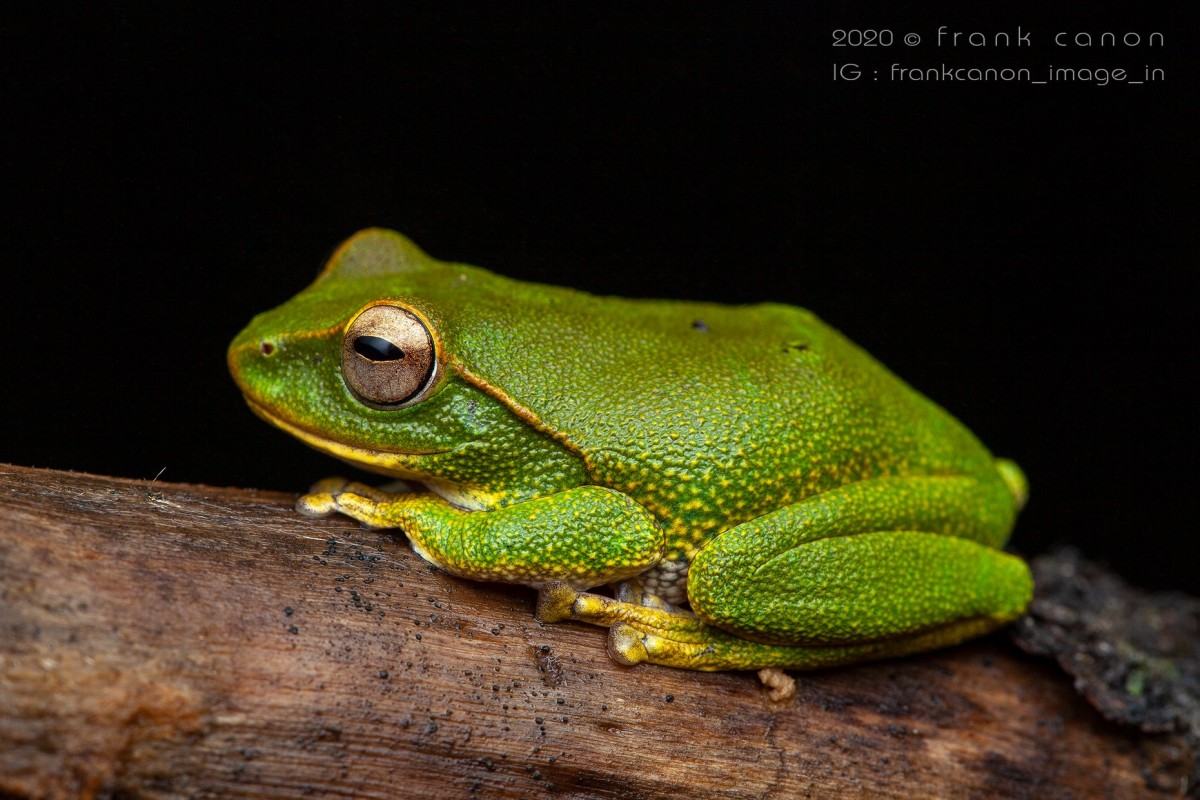 Pseudophilautus stuarti Manamendra-Arachchi & Pethiyagoda, 2005